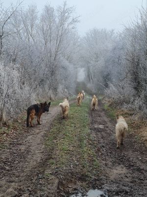 Irischer Wolfshund Mix Bild 9