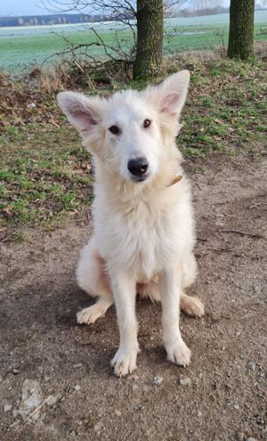 Irischer Wolfshund Mix Bild 4