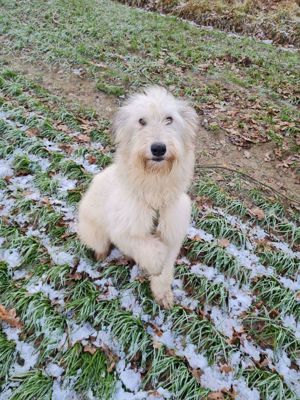 Irischer Wolfshund Mix Bild 5