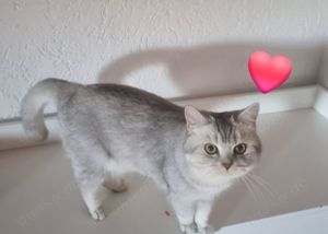 BKH Deckkater Silver Bild 4