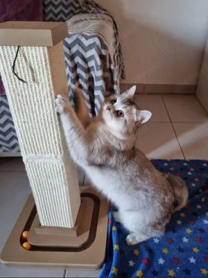 BKH Deckkater Silver Bild 5