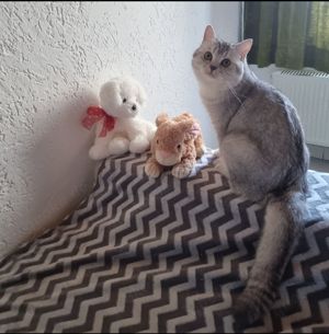 BKH Deckkater Silver Bild 6