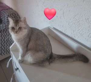 BKH Deckkater Silver Bild 2