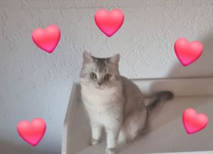 BKH Deckkater Silver Bild 3