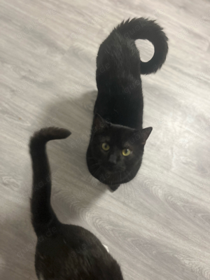 Kuschelkater sucht ein Zu Hause 