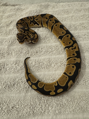 0.1 Classic DH Ultramel   Pied 
