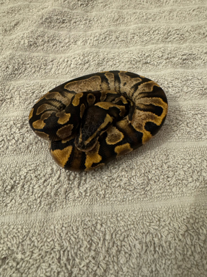 1.0 Sugar het Clown 