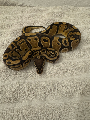 0.1 Classic DH Ultramel   Pied 