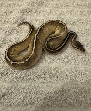0.1 Pewter het Pied 