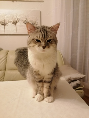 Deckkater BKH  (kein Verkauf !!!)  Bild 3