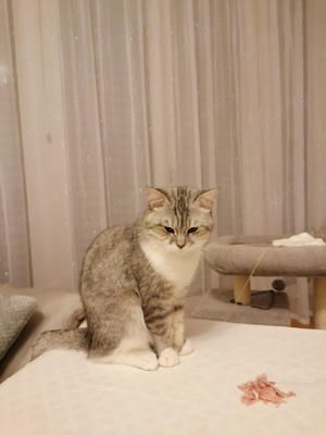 Deckkater BKH  (kein Verkauf !!!)  Bild 2