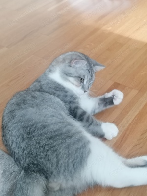 Deckkater BKH  (kein Verkauf !!!)  Bild 5