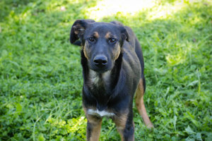 *DARCY* würde sich eine aktive Familie wünschen