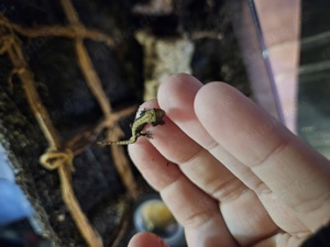 Lepidodactylus lugubris - Jungferngecko