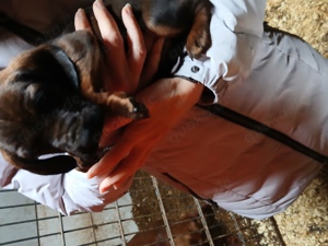 Bayrische Gebirgsschweißhundwelpen 
