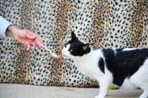 STACY - neugierig, skeptisch und zurückhaltend Bild 2