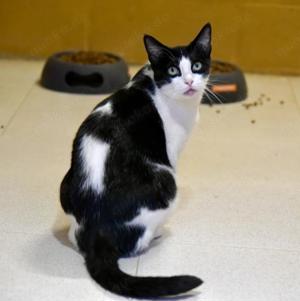 STACY - neugierig, skeptisch und zurückhaltend Bild 3