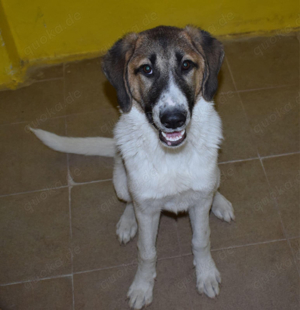 Ich möchte ein guter Begleiter werden.