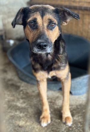 Smilla  -  8 Jahre Shelter sind genug