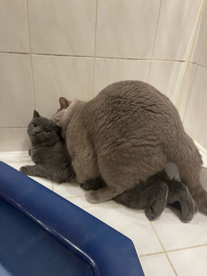 BKH Deckkater Bild 3