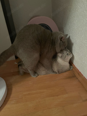 BKH Deckkater Bild 5