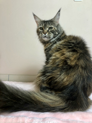 Reinrassige Maine coon Prinzessin 