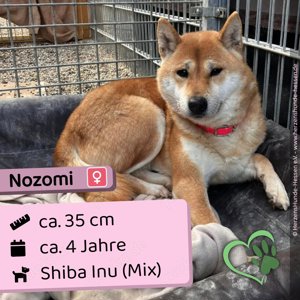 Nozomi - schüchtern, verträglich