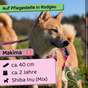 Makima - sozial, verspielt, verschmust