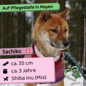 Sachiko - freundlich, schüchtern