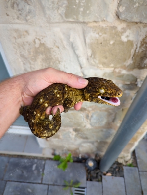 1,1 Rhacodactylus leachianus GORO F1 (Yate Region)