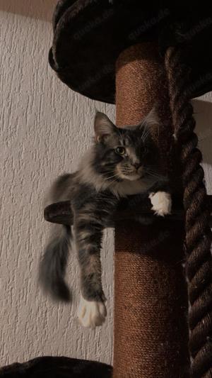 Reinrassiger Maine Coon Deckkater  Bild 3