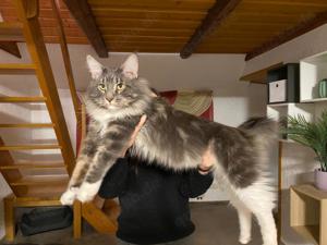 Reinrassiger Maine Coon Deckkater 