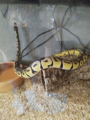 Gebe zwei schöne männliche Königspythons ab