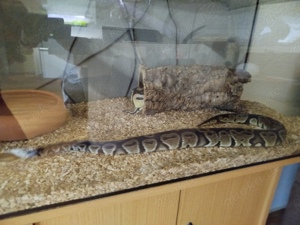 Gebe zwei schöne männliche Königspythons ab Bild 5