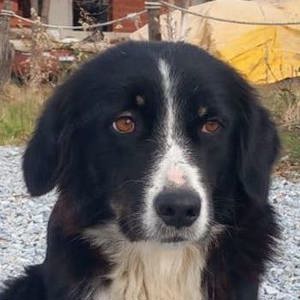 Lascaria, geb. ca. 12 2021, lebt in GRIECHENLAND, auf einer privaten Pflegestelle