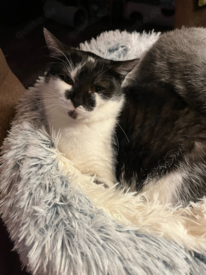 Mix Kätzchen sucht noch neues  Zuhause