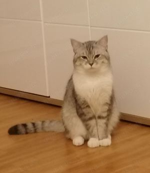 Deckkater BKH  (kein Verkauf !!!)  Bild 4