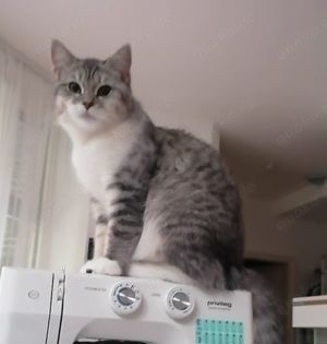 Deckkater BKH, gesund, geimpft, entwurmt (KEIN VERKAUF!!!) 