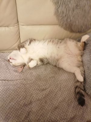 Deckkater BKH  (kein Verkauf !!!)  Bild 6