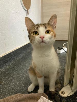 Penny sucht Zuhause mit Freigang Bild 3