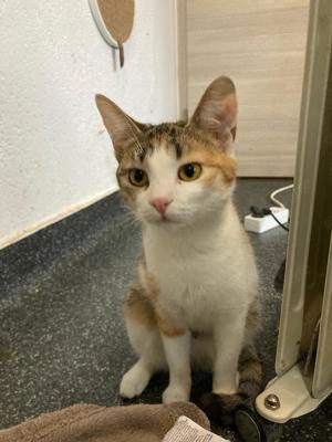 Penny sucht Zuhause mit Freigang Bild 4