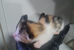 Penny sucht Zuhause mit Freigang Bild 9