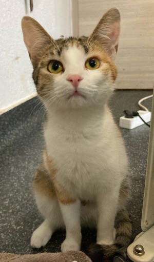 Penny sucht Zuhause mit Freigang Bild 7