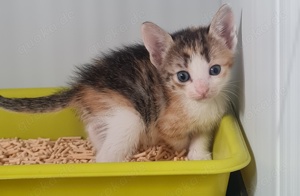 Penny sucht Zuhause mit Freigang Bild 8