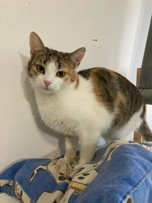 Penny sucht Zuhause mit Freigang Bild 6