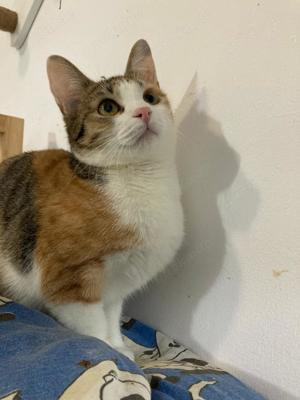 Penny sucht Zuhause mit Freigang Bild 5