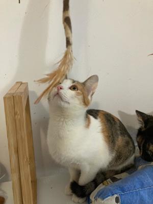 Penny sucht Zuhause mit Freigang Bild 2