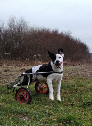 *FELIX* ist glücklich mit seinem Rolli unterwegs. Hier ist Lebensfreude unterwegs! Bild 2