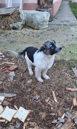 Vaiana wurde einfach ausgesetzt Bild 3