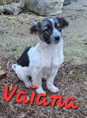 Vaiana wurde einfach ausgesetzt Bild 4